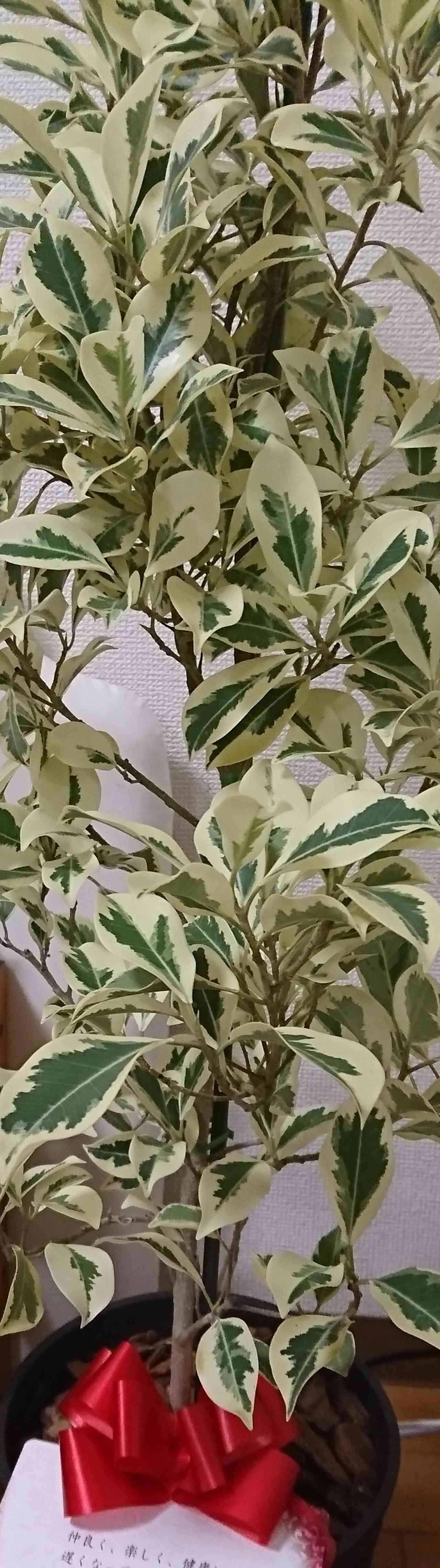 斑入りガジュマル 斑入りガジュマル 記録用｜🍀GreenSnap（グリーンスナップ）