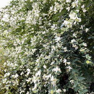 白萩,公園,白い花,マメ科,植栽の画像