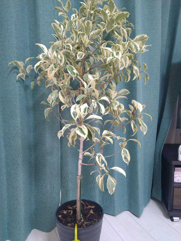 斑入りガジュマル 記録用｜🍀GreenSnap（グリーンスナップ）