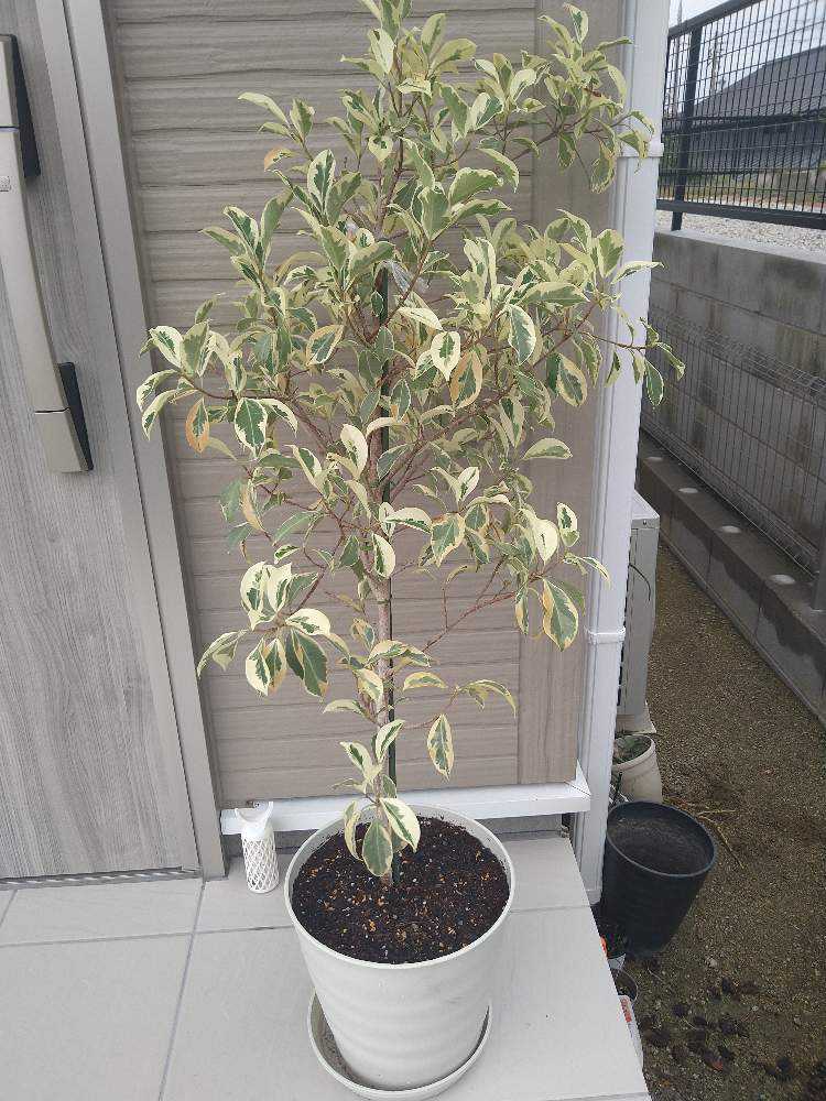 斑入りガジュマル 斑入りガジュマル 記録用｜🍀GreenSnap（グリーンスナップ）