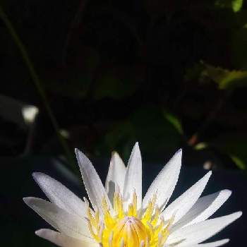 ヒャクニチソウ,花のある暮らしの画像