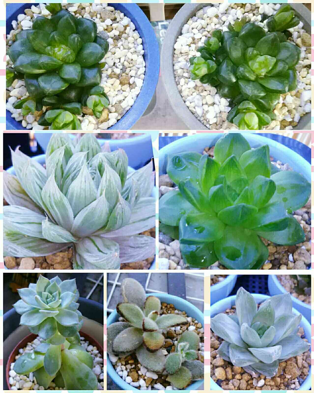 むらさき園 フラワー・ガーデニング 青緑色の多肉植物*9