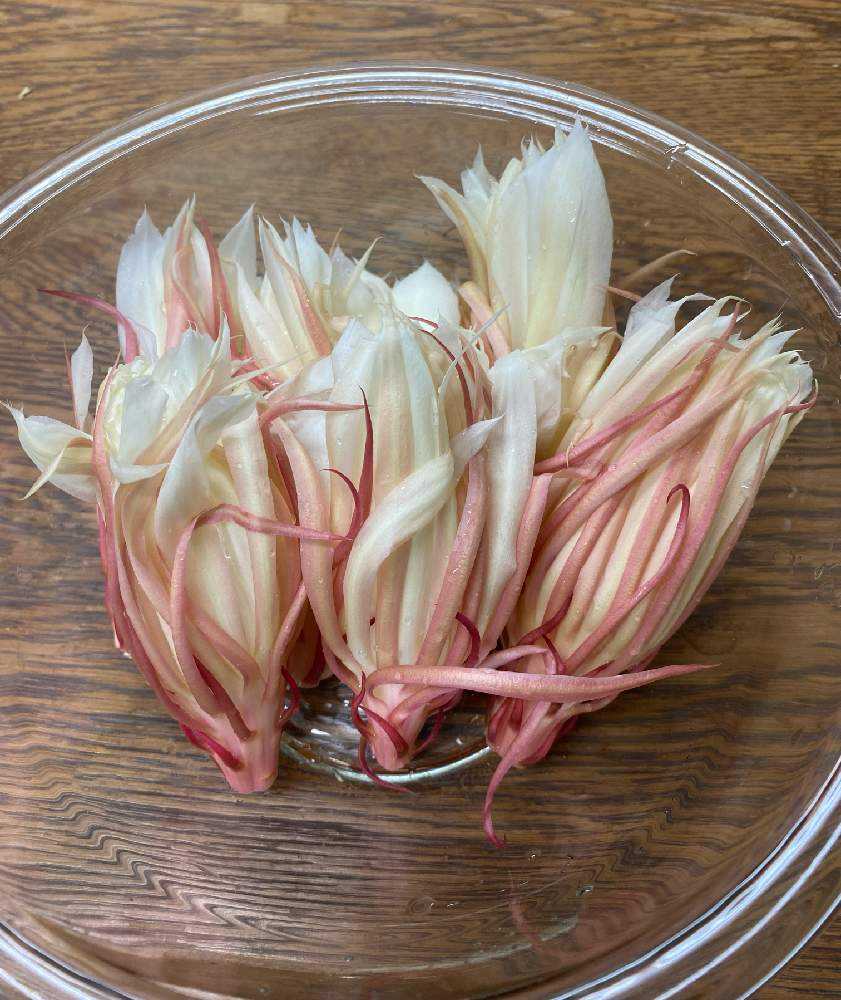 月下美人の花を食べてみた Greensnap グリーンスナップ 月下美人の花を食べてみた Greensnap グリーンスナップ