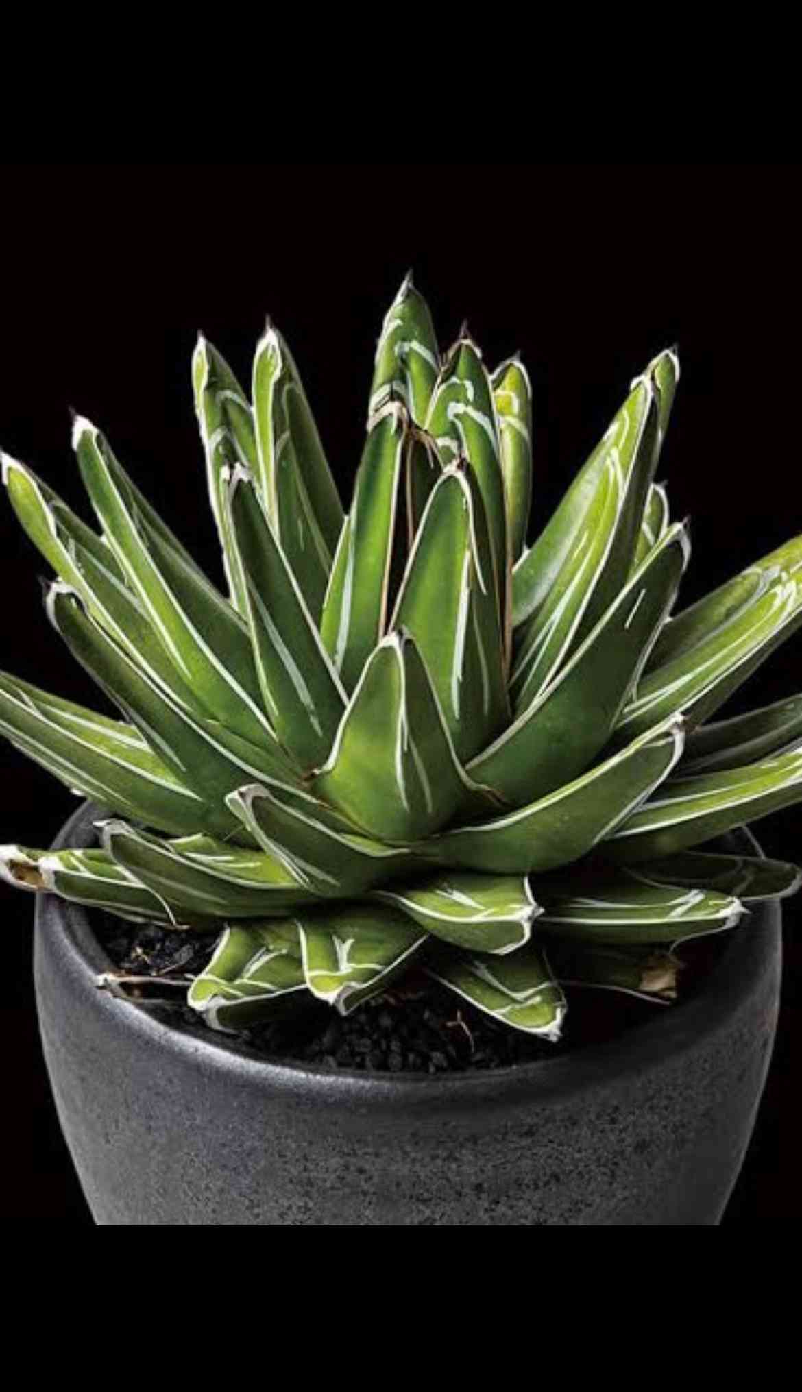 りんご　アガベ+ユッカ 種子 種 Yucca Rigida ユッカ リュウゼツラン科 イトラン属 種子