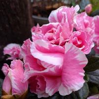 アザレアの育て方 植え付けや植え替えの時期 剪定方法は Greensnap グリーンスナップ アザレアの育て方 植え付けや植え替えの時期 剪定方法は Greensnap グリーンスナップ