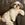 ココ犬