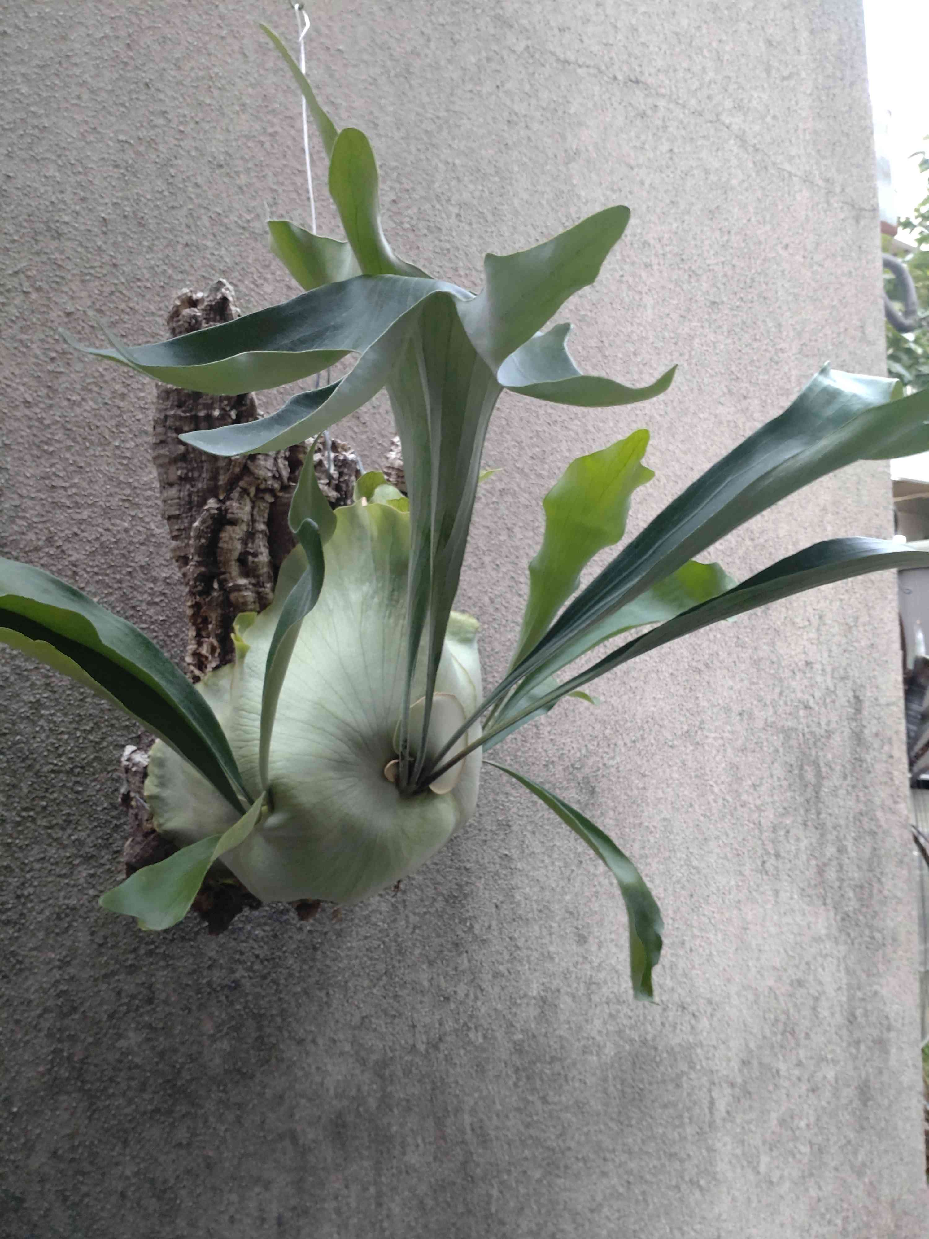 ビカクシダ ダイバーシフォリウム 【公式通販】