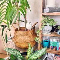 エバーフレッシュ,アイビー,アグラオネマ・シルバークイーン,観葉植物,植物のある暮らしの画像
