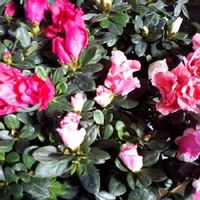 アザレアの育て方 植え付けや植え替えの時期 剪定方法は Greensnap グリーンスナップ アザレアの育て方 植え付けや植え替えの時期 剪定方法は Greensnap グリーンスナップ