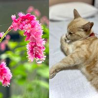 オオケタデ,ピンクの花,しずく,ネコのいる暮らし,ねこちゃん♡の画像