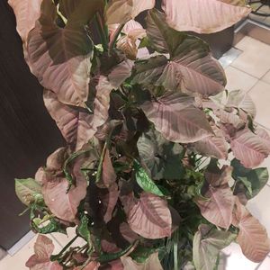シンゴニウム,シンゴニウム ネオン,シンゴニウム ネオン,シンゴニウムネオン,観葉植物の画像