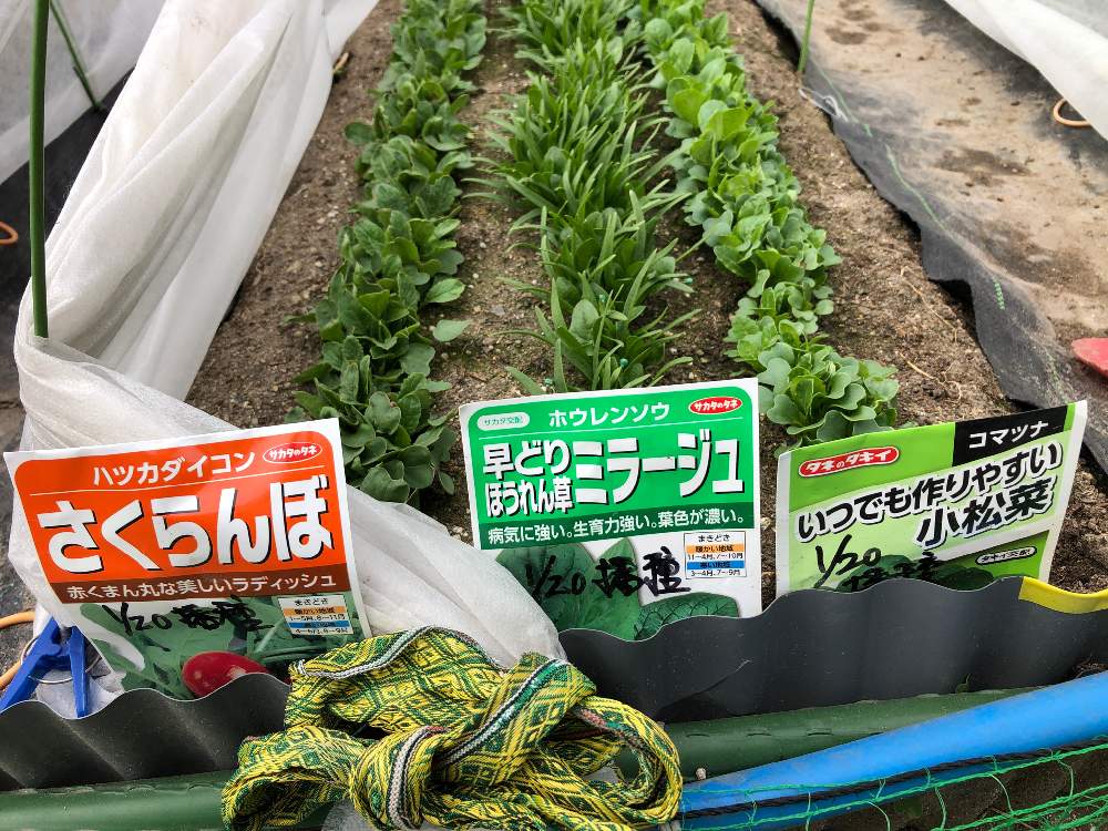 葉物の冬野菜栽培日誌 Greensnap グリーンスナップ