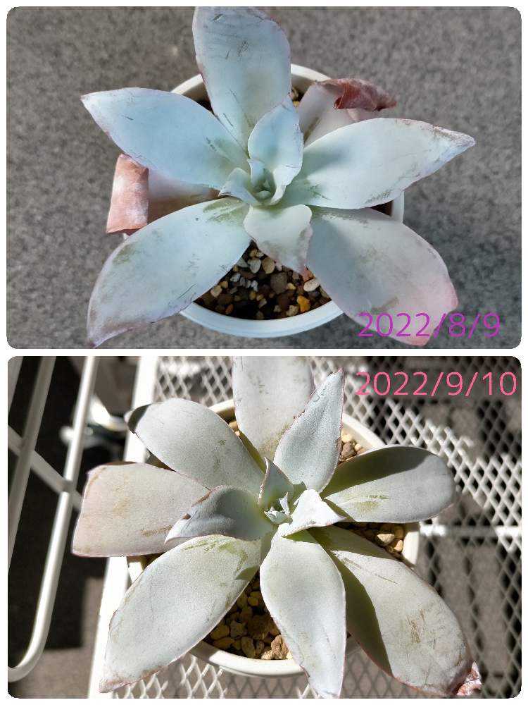 多肉植物　カンテ　◇抜き苗◇ 楽天市場】農園直売 多肉植物 寄せ植え エケベリア属 カンテ（大