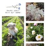 シルバーマウンドの一覧 Greensnap グリーンスナップ