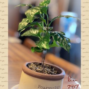 コーヒーの木,ミニ観葉,癒やされての画像