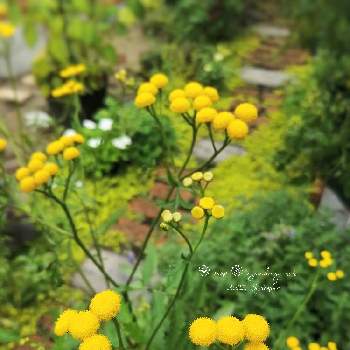 タンジーの一覧 Greensnap グリーンスナップ