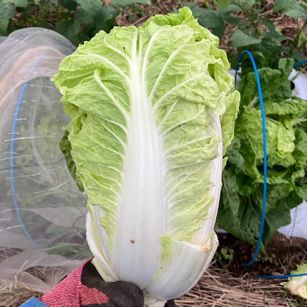 ミニ白菜の投稿画像 By Goosさん ハクサイ 極意と家庭菜園と混植家庭菜園とカネコ種苗と種まきから育てると楽しいと家庭菜園と混植家庭菜園とカネコ種苗と種まきから育てると楽しい 22月9月30日 Greensnap グリーンスナップ Greensnap グリーンスナップ