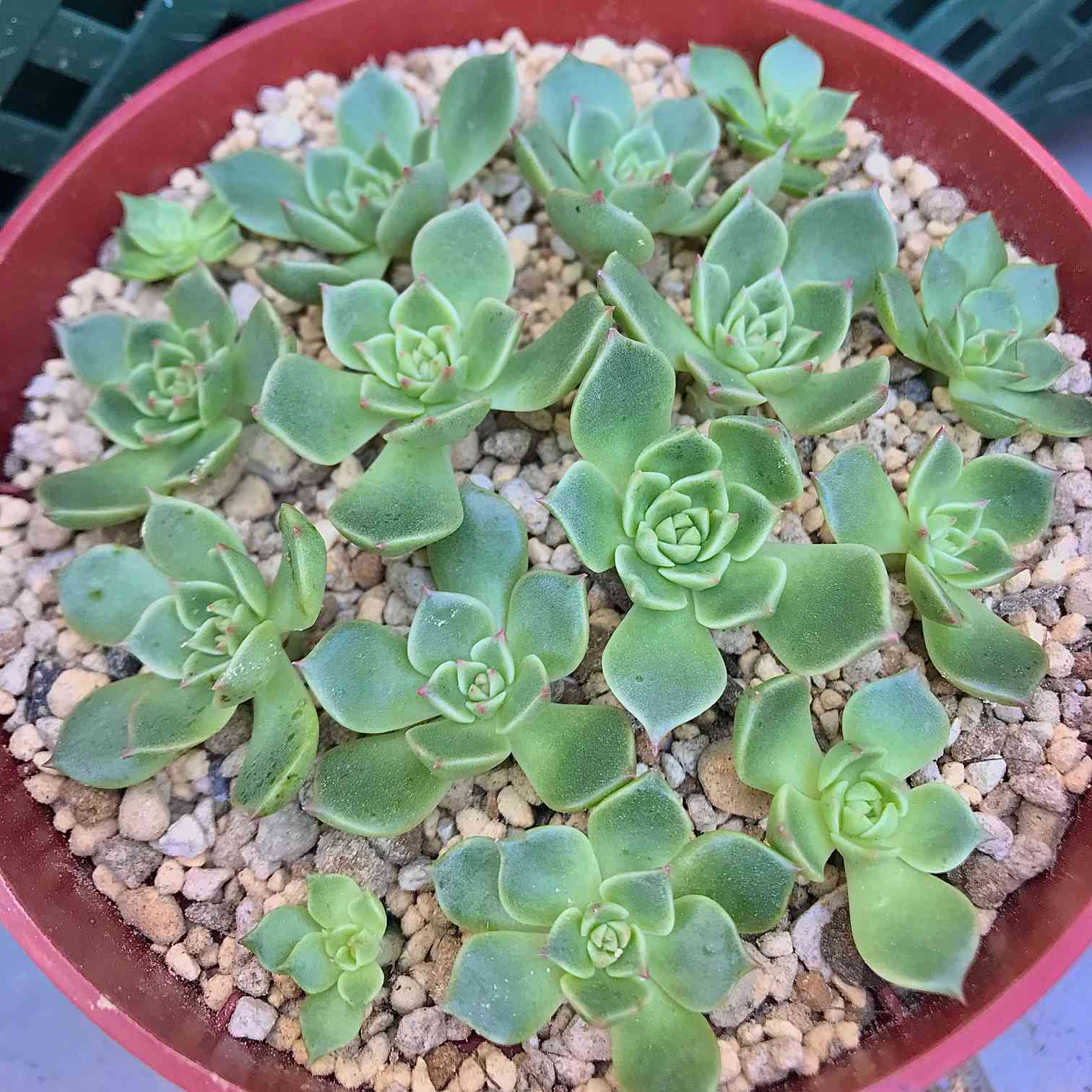 エメラルドリップル、カット挿し🌱🌱🌱｜🍀GreenSnap（グリーンスナップ）