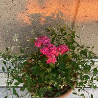ペンタス,ダイアモンドフロスト,夏の寄せ植え,夏花壇,バルコニー/ベランダの画像