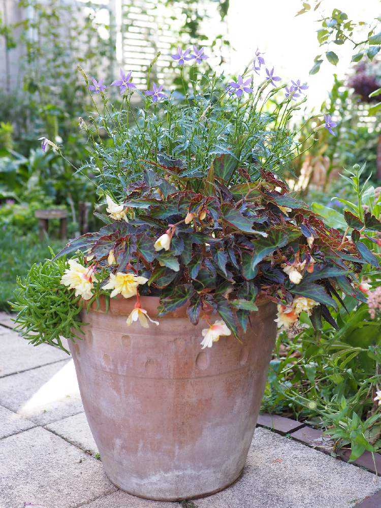 PW花苗アンバサダー2022《春》2022/5/24〜✨最新10/12✨｜🍀GreenSnap