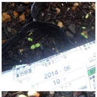 中葉春菊,二十日大根,春菊,たねからの幸せ,プランター野菜の画像