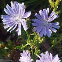 チコリ,青空,花のある暮らし,小さな庭の画像