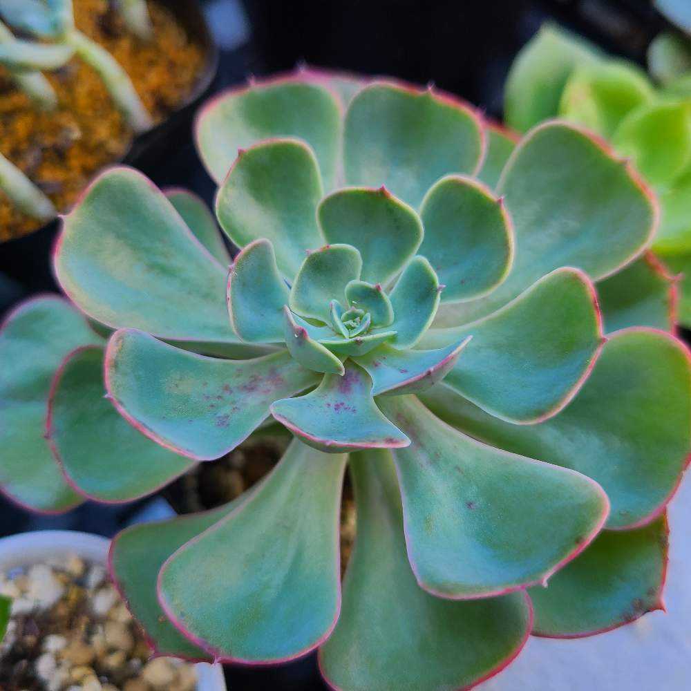 ペルシアの成長記録💜🌹｜🍀GreenSnap（グリーンスナップ）