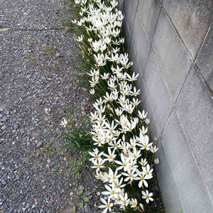 タマスダレ,かわいい,白い花,散歩中,駐車場の画像