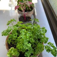 パセリの育て方 室内やベランダなどプランターでの栽培方法は Greensnap グリーンスナップ