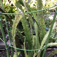 クジャクサボテンの育て方 植え替え時期や方法は 剪定は必要 Greensnap グリーンスナップ