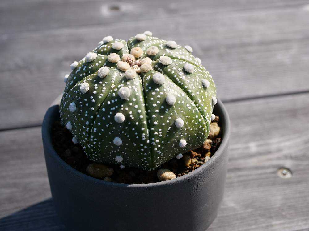 サボテン全書 1000種以上掲載　多肉植物 多肉植物全書 All about SUCCULENTS | パワポン・スパナンタナー