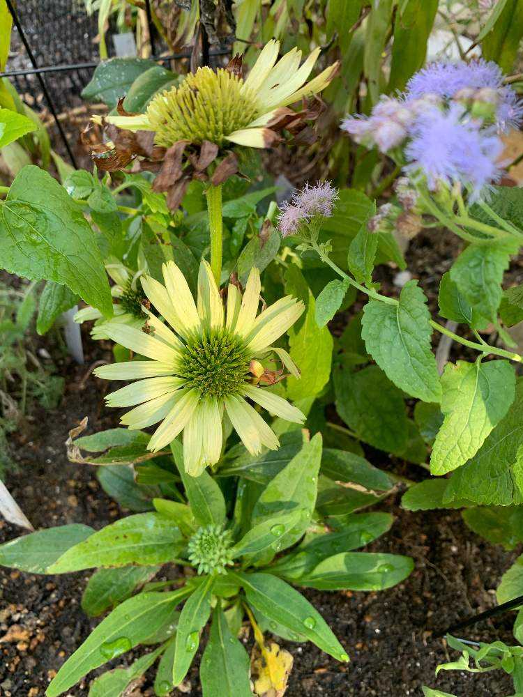 枯れかけ花 園芸の基本】萎れたお花を復活させる方法を徹底解説！〜元気がなかった
