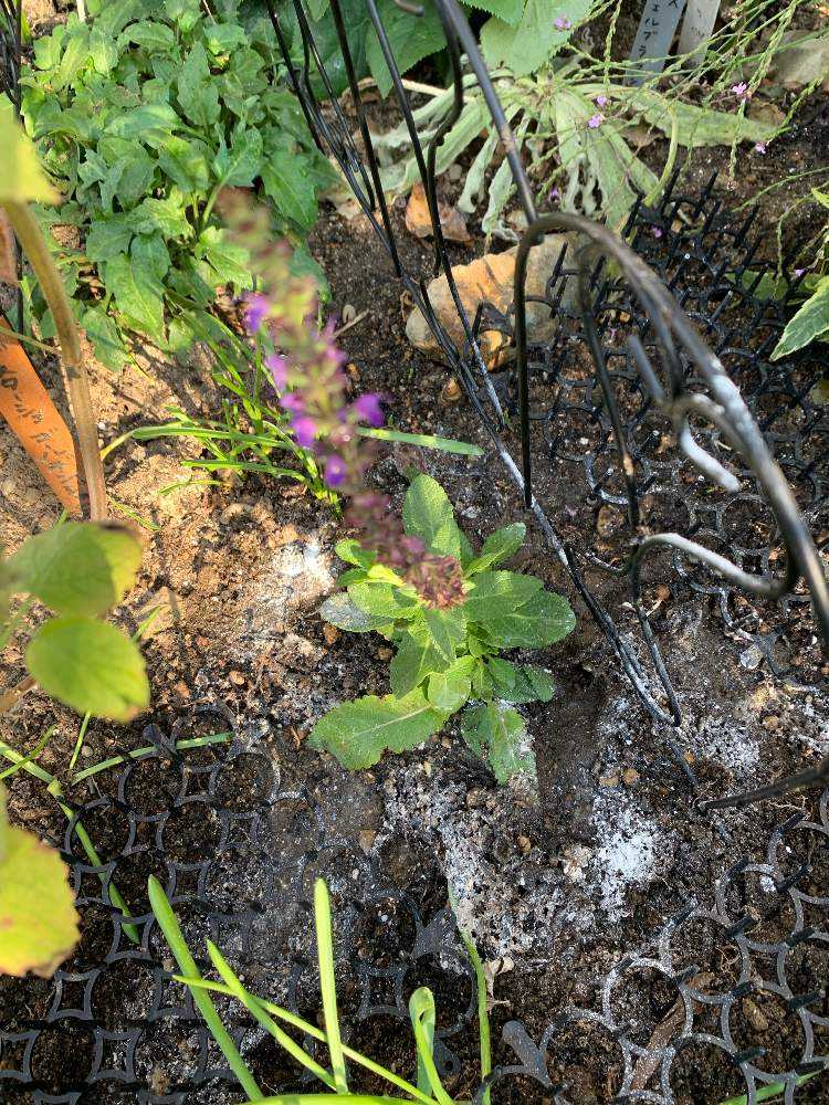 秋のお手入れ始めました🌿（10月作業完了しました）｜🍀GreenSnap