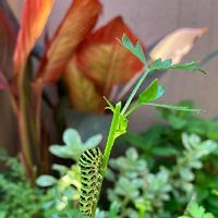 イタリアンパセリ,カンナダーバン,アゲハチョウの幼虫,カンナ ダーバン,小さな庭の画像
