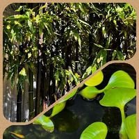 ホテイ草,黒竹,小さな庭の画像