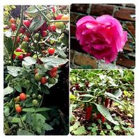 piemont de caienne,ミニトマト,花のある暮らし,花いろいろ,おうち園芸の画像