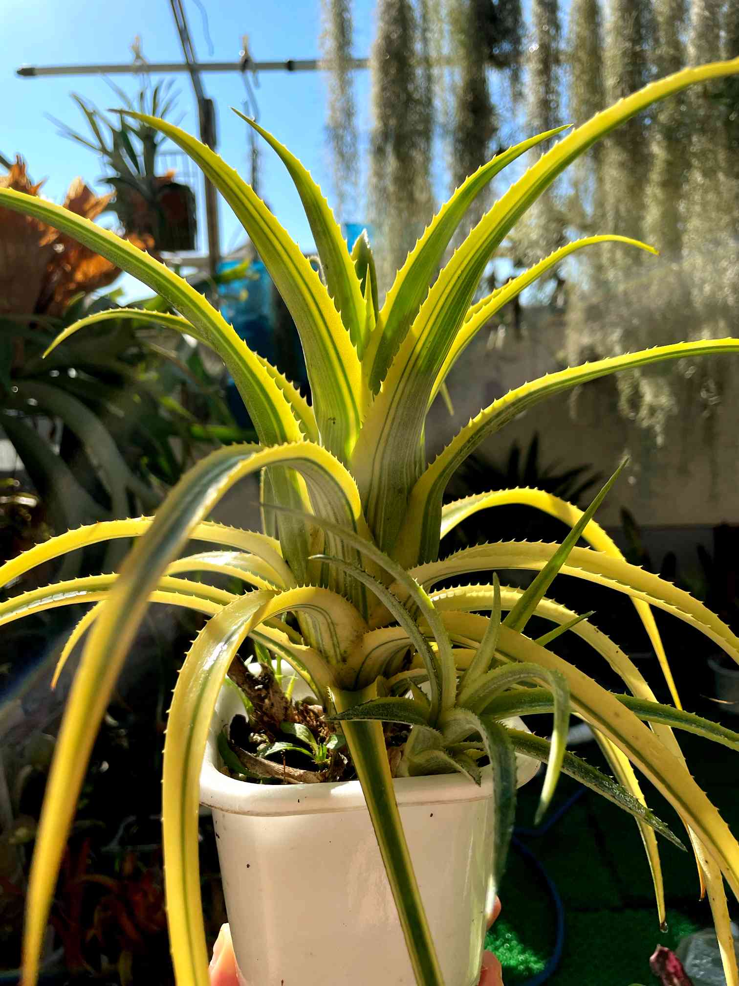 エクメア・レクルバータ アズテックゴールドの一覧｜🍀GreenSnap