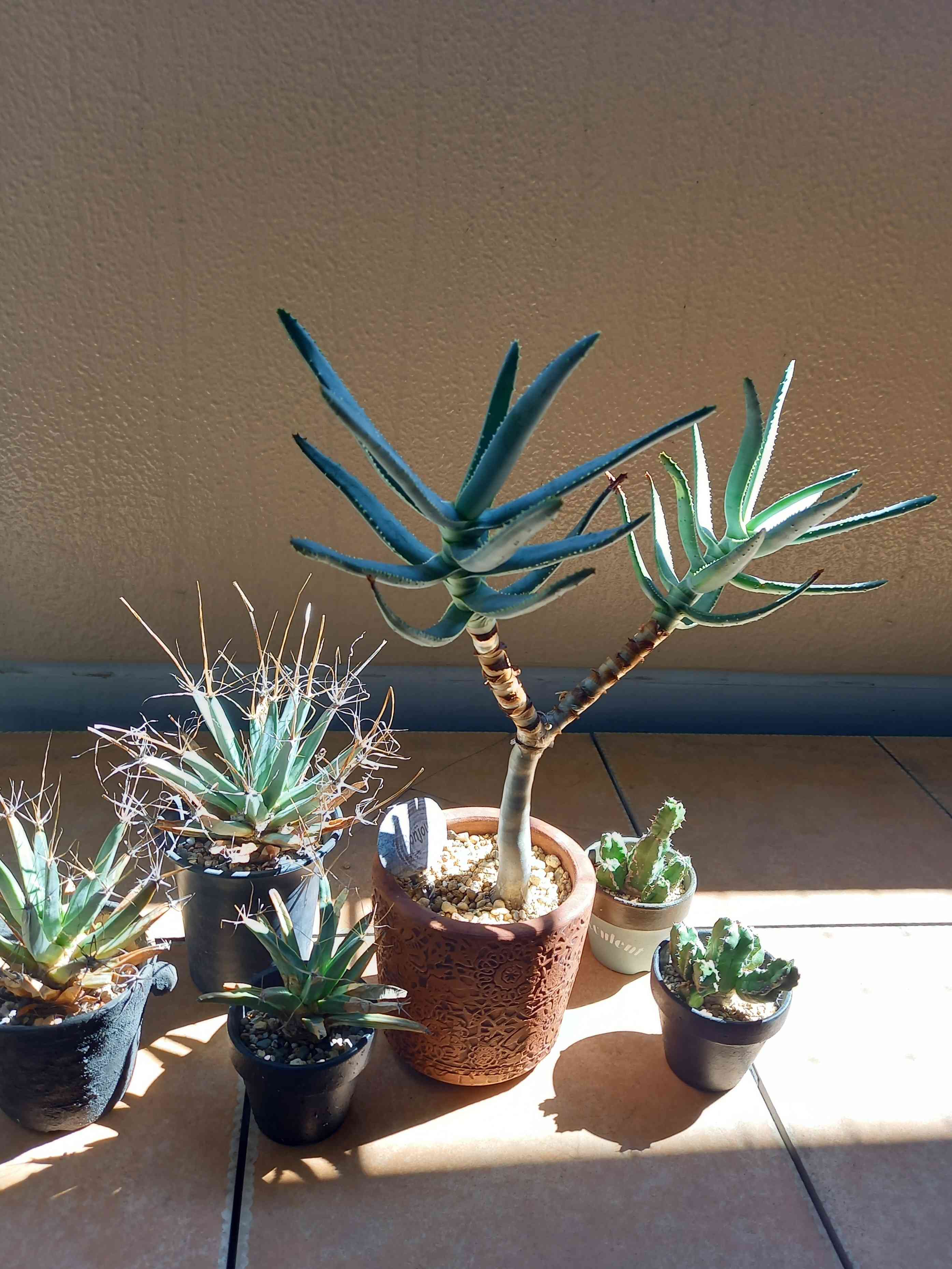 アロエラモシッシマ｜🍀GreenSnap（グリーンスナップ）