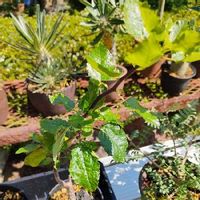 ブルセラ エピンナータ,塊根植物,コーデックス,灌木系コーデックスの画像