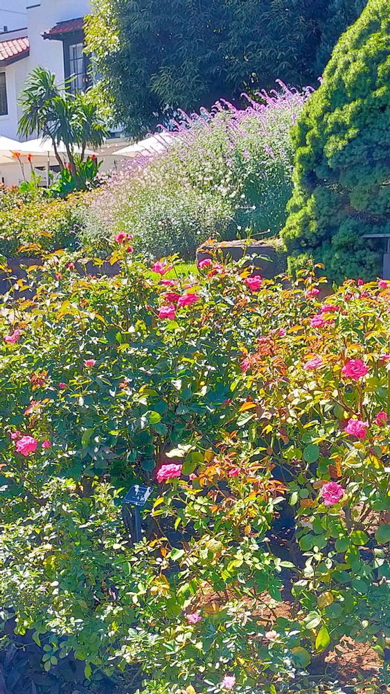 とりさんの港の見える丘公園への投稿