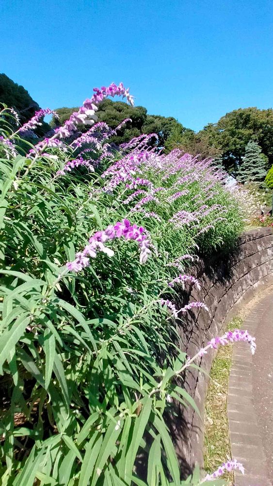 とりさんの港の見える丘公園への投稿