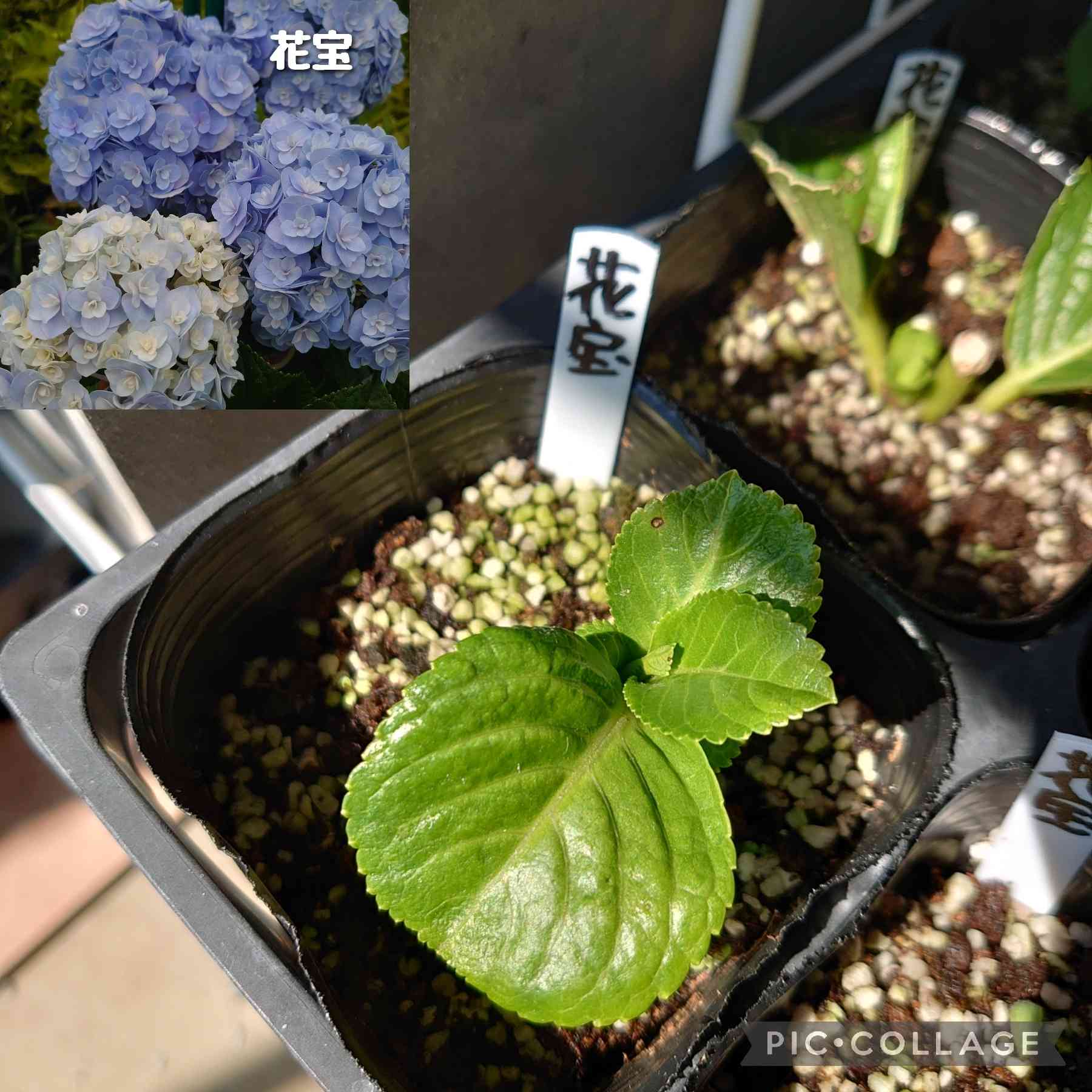 紫陽花 豪華暁光園 四種セット - 植物/観葉植物