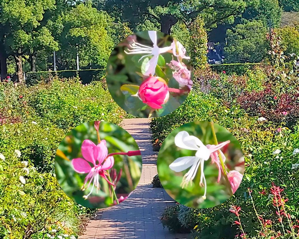 とりさんの山下公園への投稿