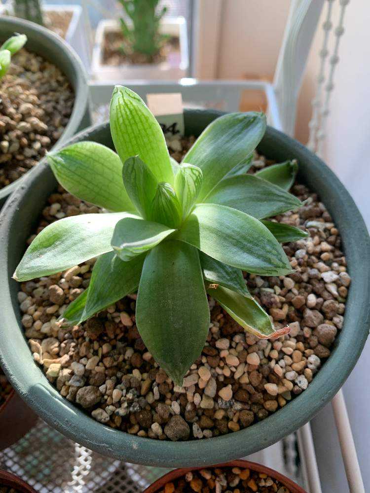 花屋さんから救出？ハオルチア寄せ植え｜🍀GreenSnap（グリーンスナップ）