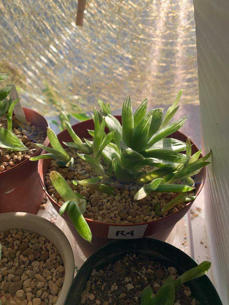 花屋さんから救出？ハオルチア寄せ植え｜🍀GreenSnap（グリーンスナップ）