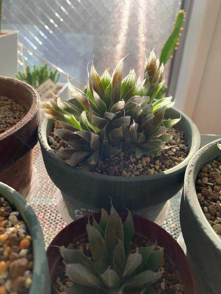 花屋さんから救出？ハオルチア寄せ植え｜🍀GreenSnap（グリーンスナップ）