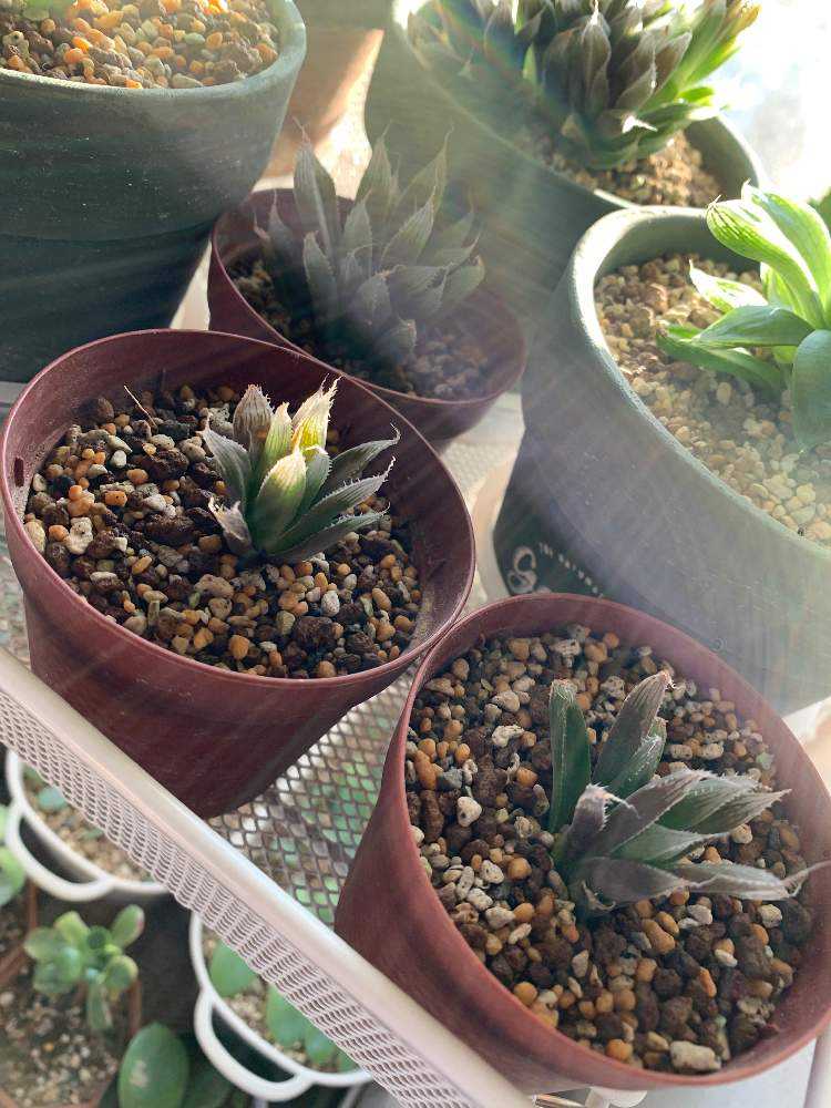 81d 多肉植物 ハオルチア 実生苗 自家繁殖 鉢植え発送 観葉植物 89a