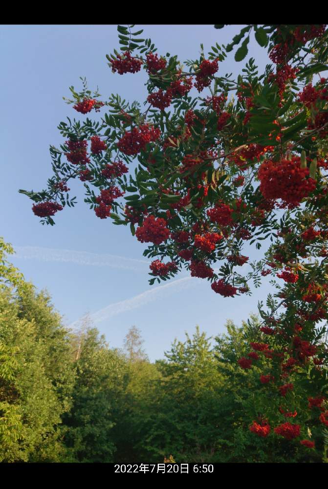 セイヨウナナカマドの投稿画像 By ꪔꫛꀘꭵさん 22 10 02と セイヨウナナカマドと22 10 02 22月10月2日 Greensnap グリーンスナップ Greensnap グリーンスナップ