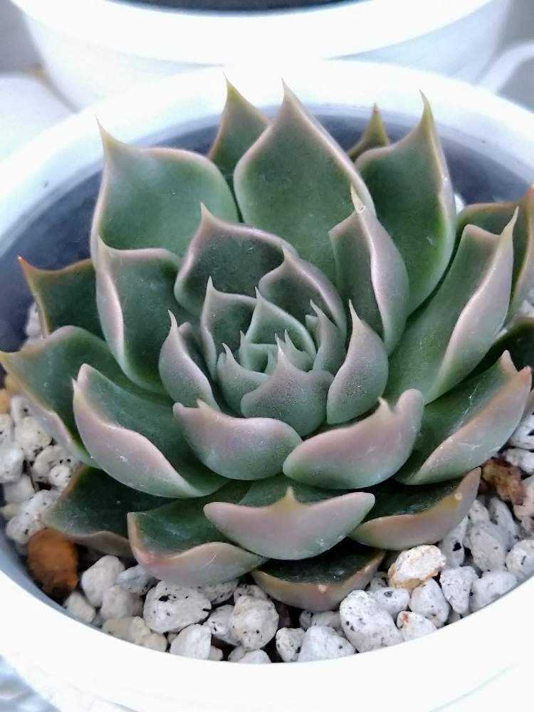 まぱさん苗 シムランスラグナサンチェス✖トバレンシス｜🍀GreenSnap