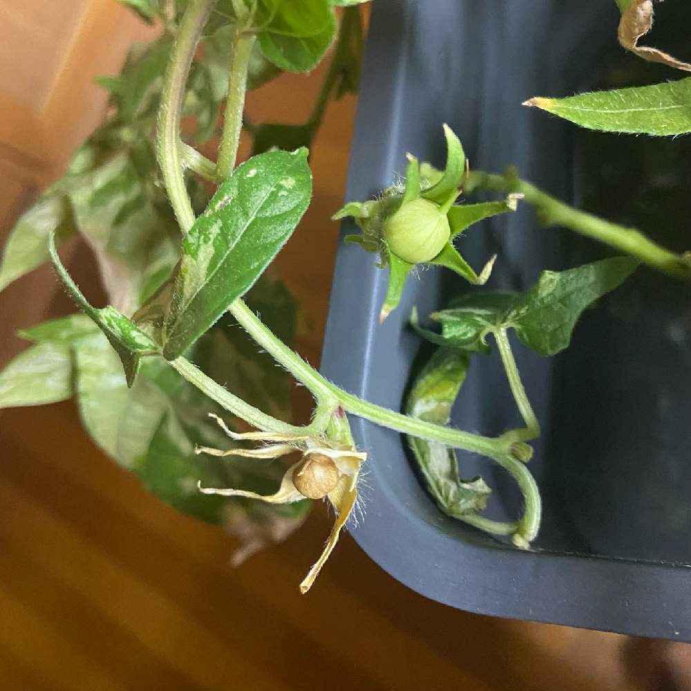 朝顔の投稿画像 by ゆうさん｜つるなし朝顔とハイドロカルチャーと水耕栽培と♡朝顔の種ができた♡と窓辺とハイドロカルチャーと水耕栽培と♡朝顔の種ができた♡ (2022月10月2日)｜🍀